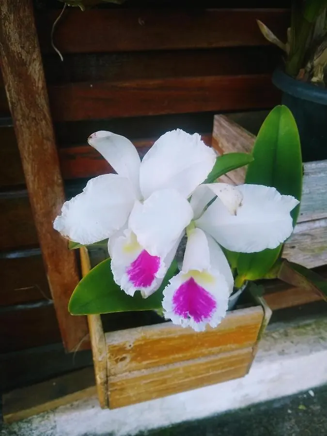 Campos do Jordão Chale Manaca House 빌라 샬레